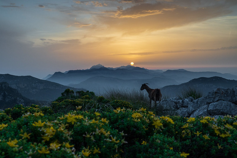 La cabra salvatge a l'alba, Ondřej Čarňanský