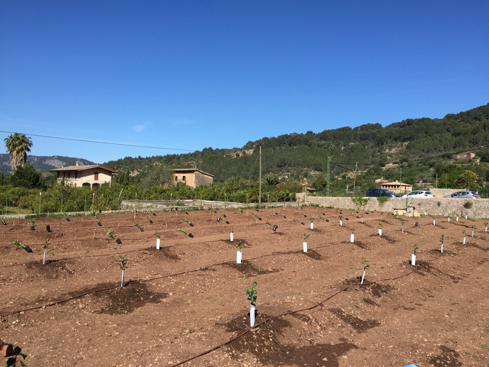 Una plantació de tarongers a Sóller.