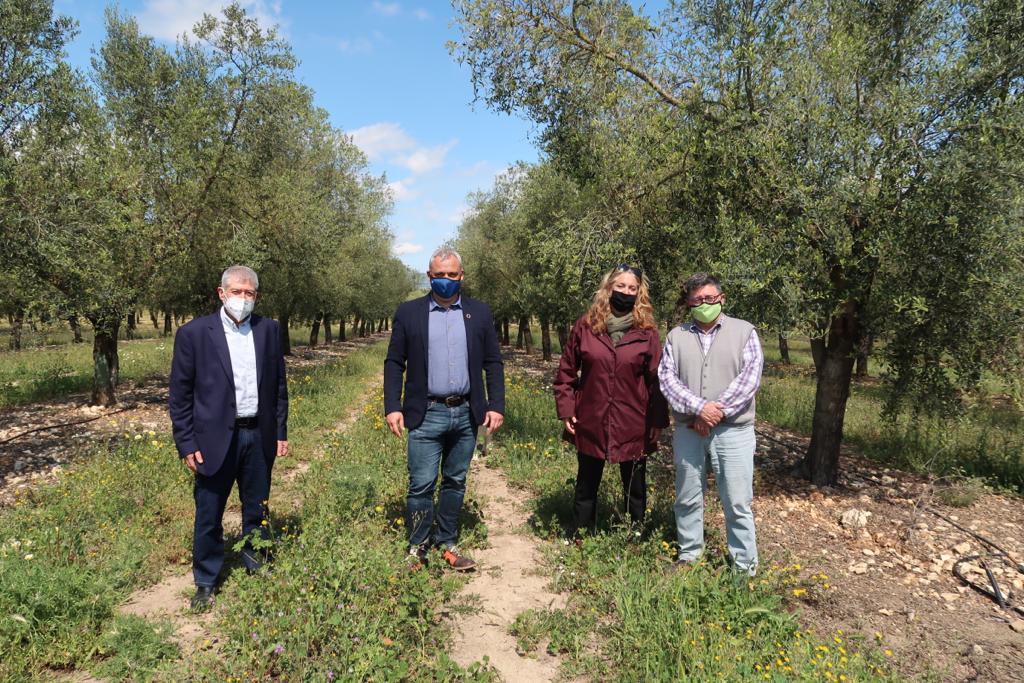 El conseller Jaume Alzamora, el director Joan Font, el president de la DO Oli de Mallorca, Joan Mayol, i Tiffany Blackman (delegada) durant la visita a Aubocassa.