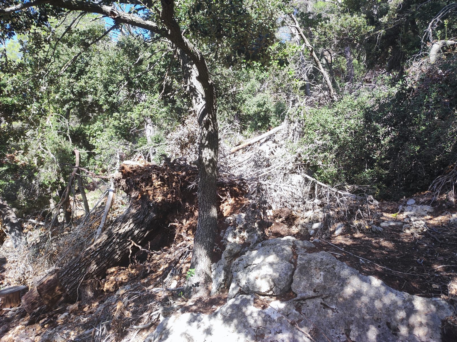 Restes de la tempesta Juliette al camí d'Alaró.