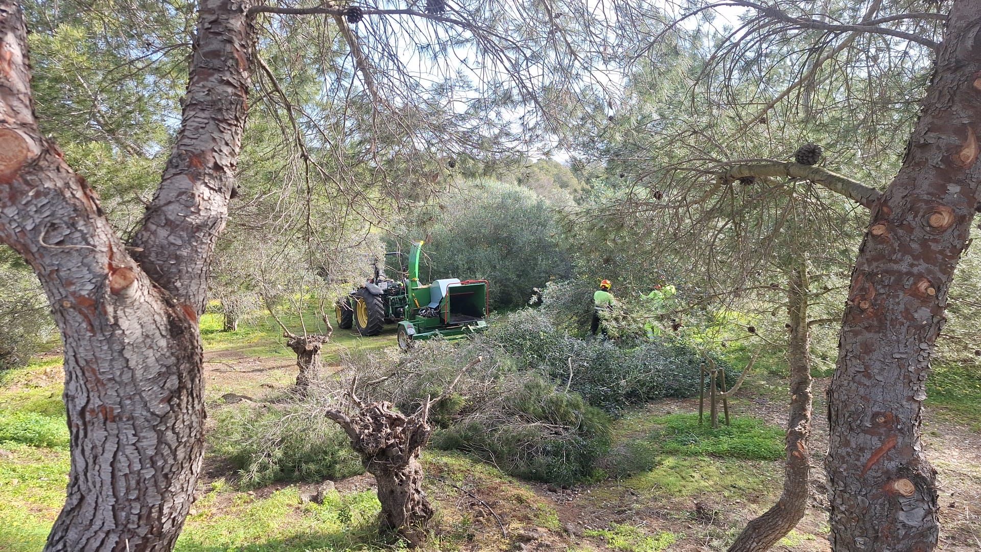 Tècnics realitzant treballs de poda a la zona de Llucmajor.