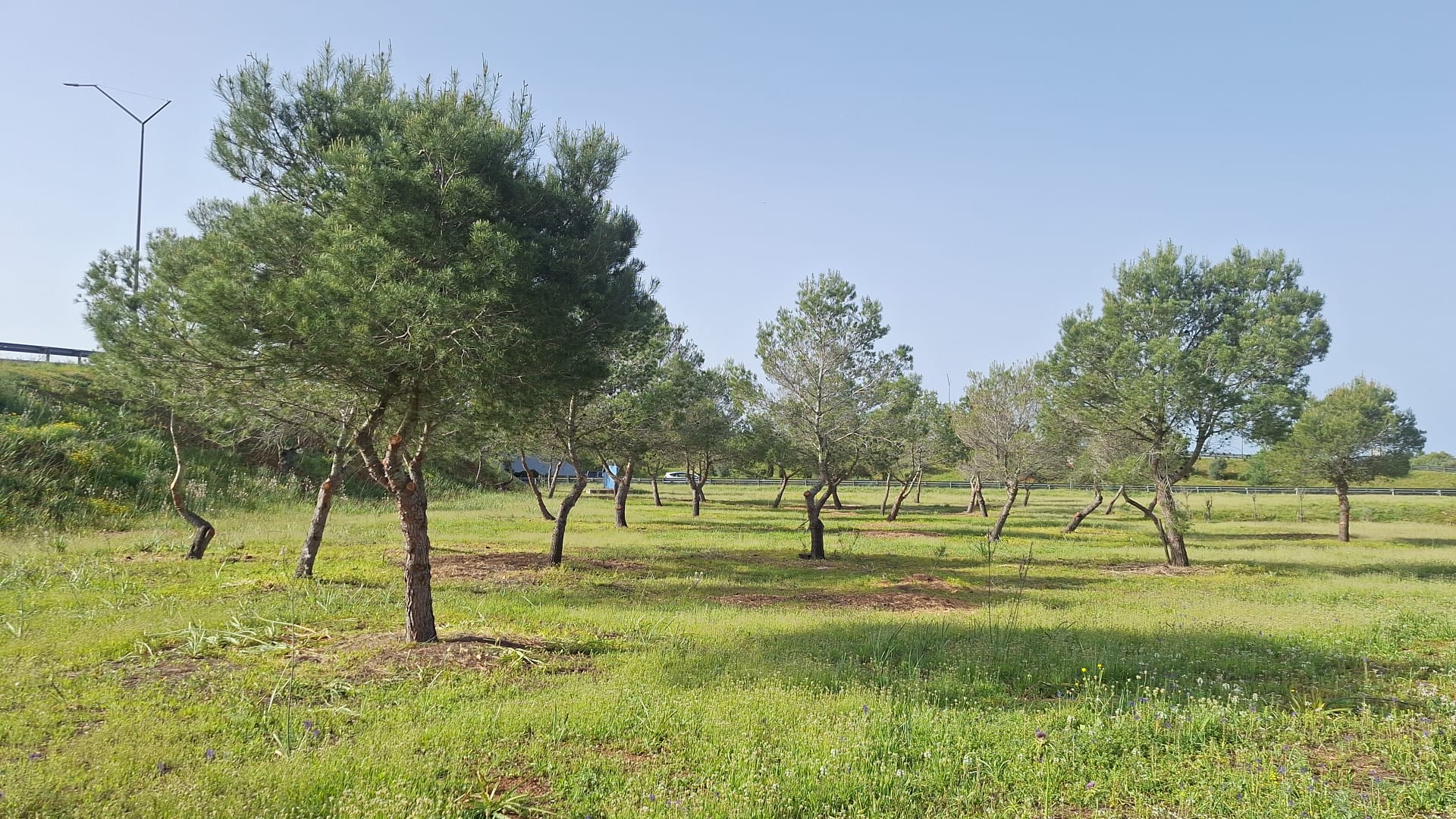 Zona podada i neta després de l'actuació dels tècnics.
